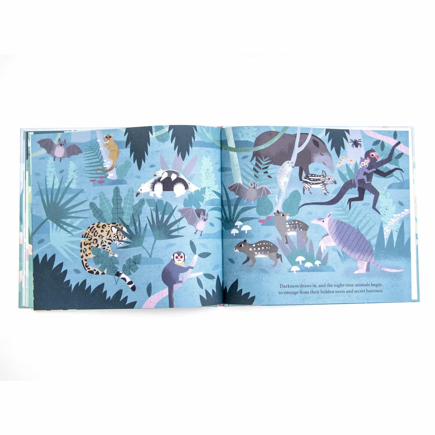 Flying Eye Books One Day On Our Blue Planet In The Rainforest Inside 2